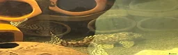 Plecos fish for sale: L236sw proven breeding adults.  - Advert 4