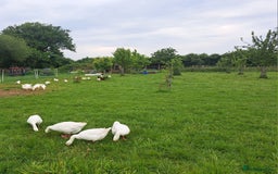 Geese poultry for sale: This season's Geese  - Image 2