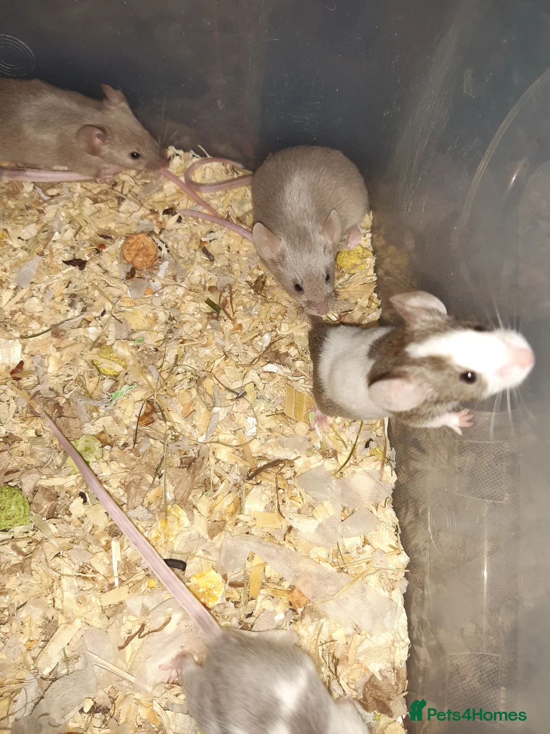 Mouse rodents for sale: Baby female fancy mice ready now - Advert 12