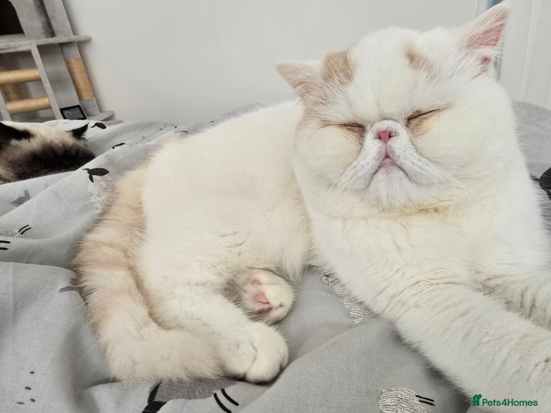 Exotic cats for sale: Stunning Rare Cream Van ESH Male - Image 13