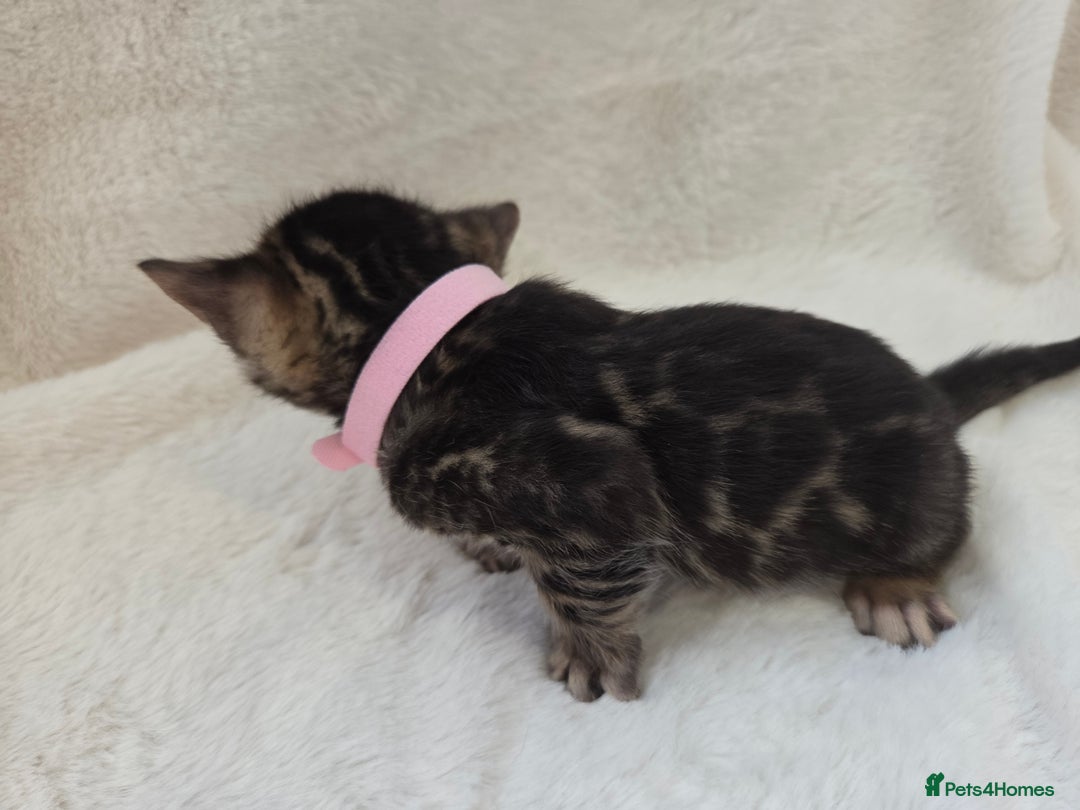 Bengal cats for sale: Tica register Bengal Kittens 😸  - Advert 19