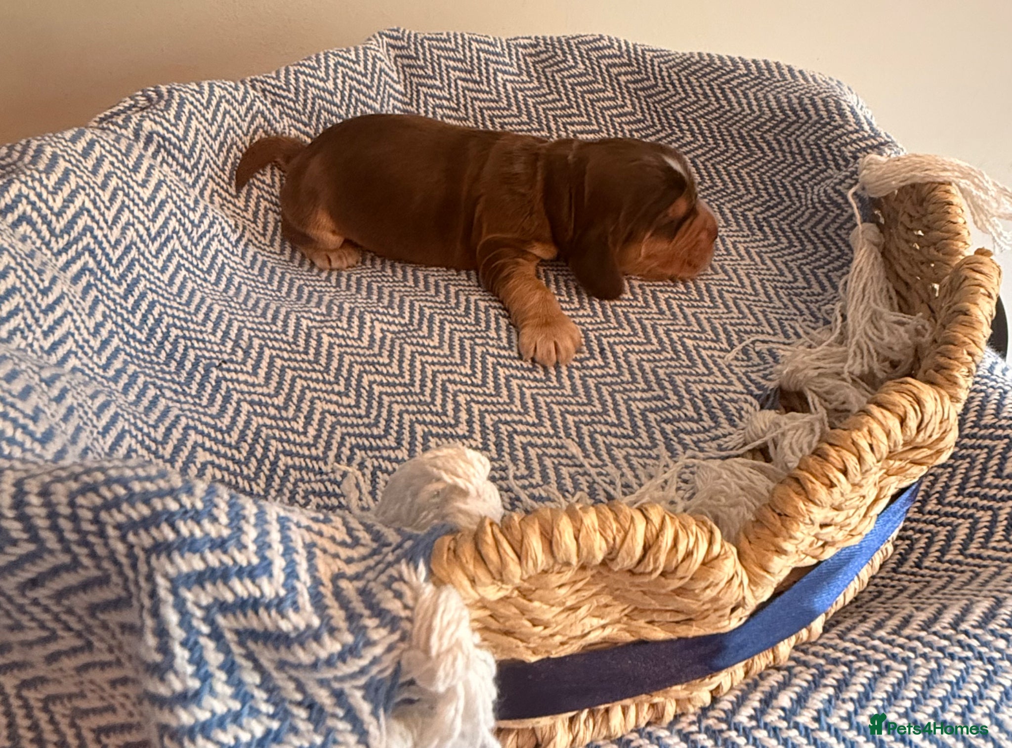 Cocker Spaniel dogs Outstanding KC registered Cocker Spaniel Puppies  - Advert 2