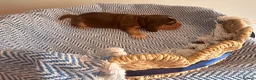 Cocker Spaniel dogs for sale: Outstanding KC registered Cocker Spaniel Puppies  - Advert 4