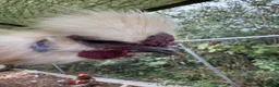 Chickens poultry for sale: CHICKENS FOR SALE – POINT OF LAY HENS & ROOSTERS in Ilfracombe - Advert 26