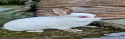 Netherland Dwarf rabbits for sale: Young Netherland dwarf buck for sale £50 in Manchester - Advert 6
