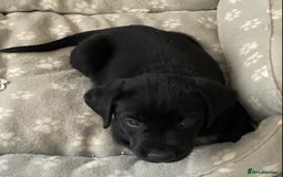 Labrador Retriever dogs for sale: Adorable Labrador puppies - Image 13