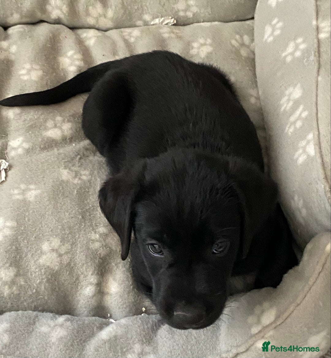 Labrador Retriever dogs for sale: Adorable Labrador puppies - Image 13