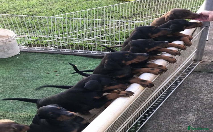 Dobermann dogs - Advert 1