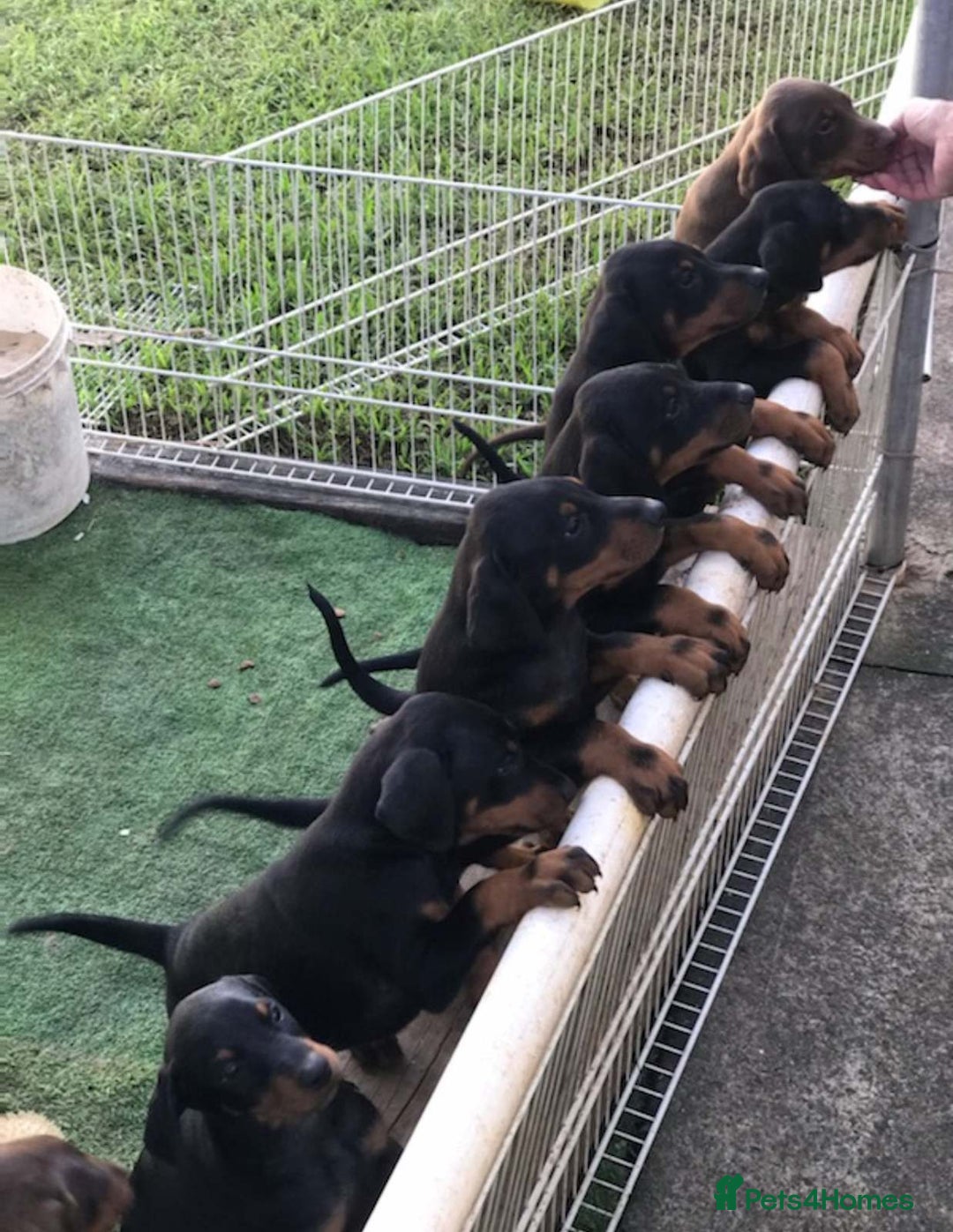 Dobermann dogs for sale: DOBERMAN PUREBREED PUPPIES - Males and Females - Image 1