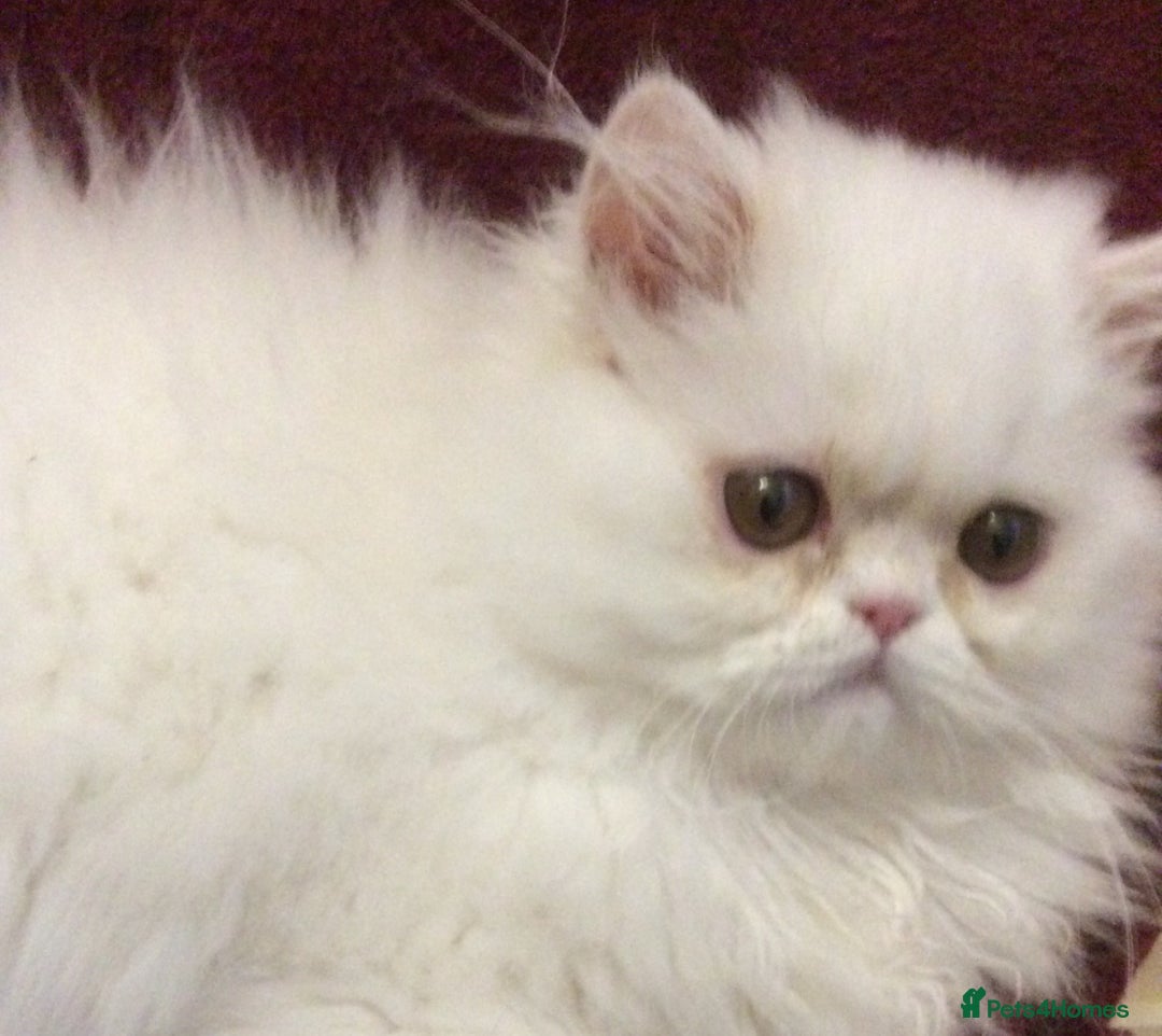 Persian cats for sale: White Persian Male Kitten - Advert 13