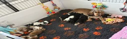 Cocker Spaniel dogs for sale: ✅RKC Reg✅DNA Tested✅Low COI✅Home Reared✅A* Reviews in Fareham - Advert 38