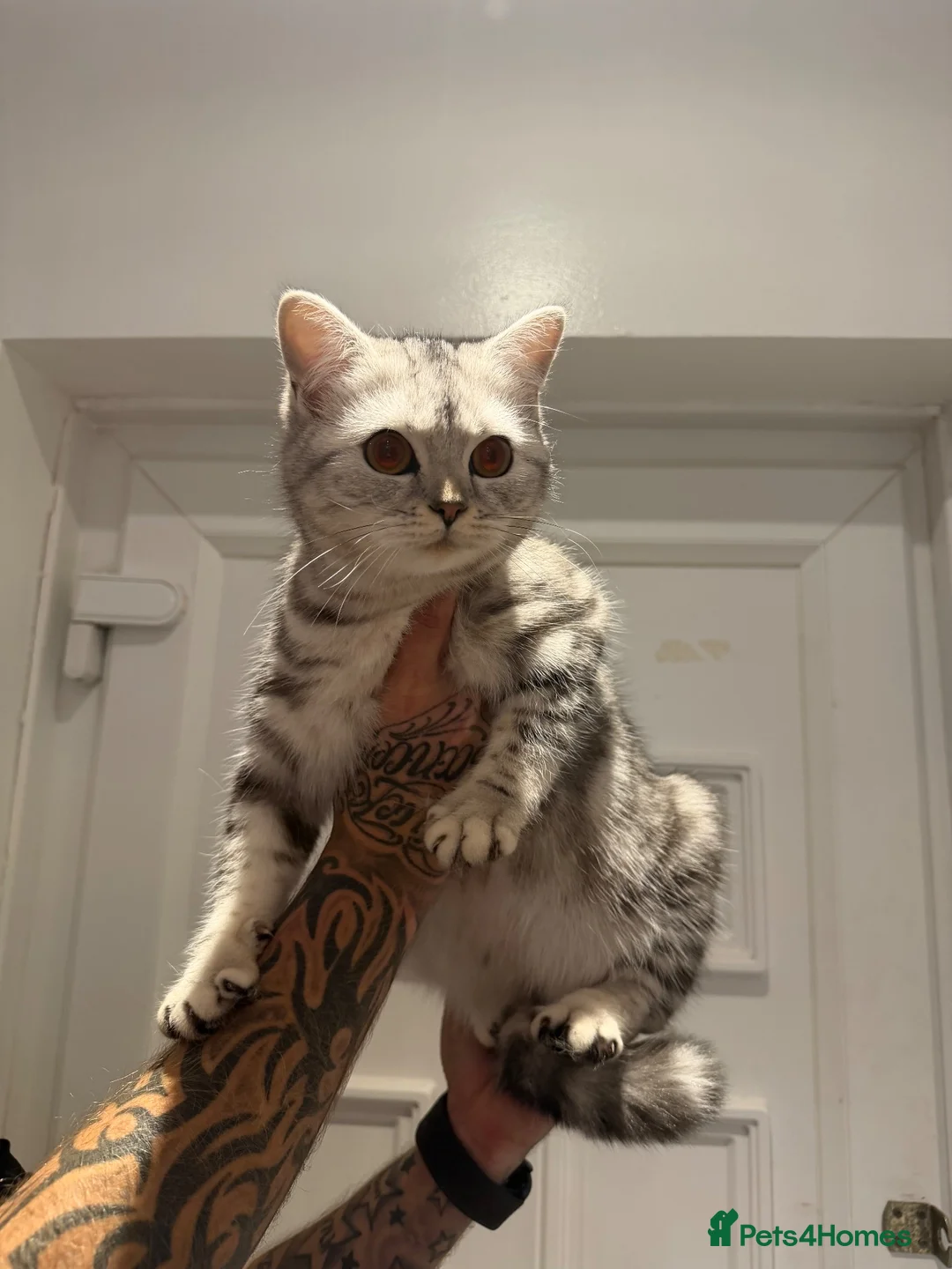 British Shorthair cats for sale: Two female British short hairs 7 months old in Exeter - Advert 8