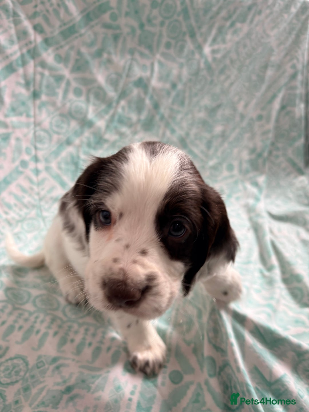 Cocker Spaniel dogs for sale: 2 cocker spaniel puppies for Sale - Advert 5