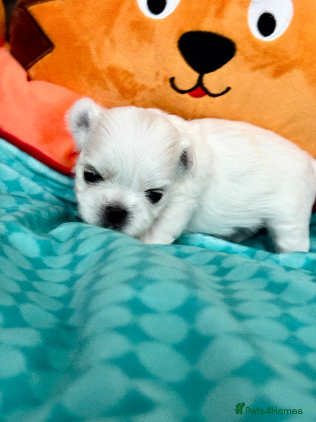 Maltese dogs for sale: 🌟Maltedoll Tiny Korean Maltese KC Reg🌟 - Image 14