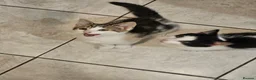 Mixed Breed cats for sale: Beautiful kitties  - Advert 3