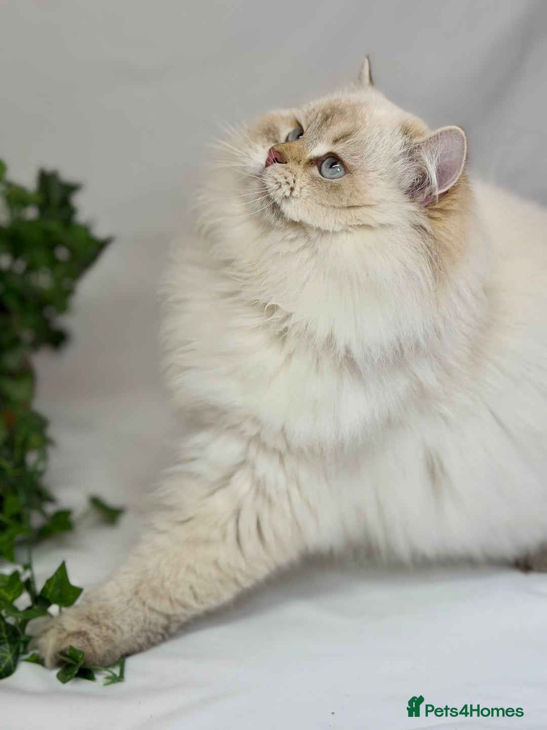 British Longhair cats for sale: Adorable British LH boy TICA  - Advert 1