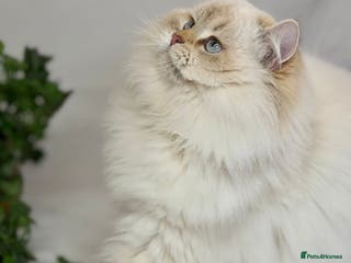 British Longhair cats Adorable British LH boy TICA - Advert 2