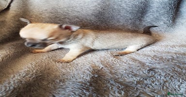 Chihuahua dogs - Advert 4