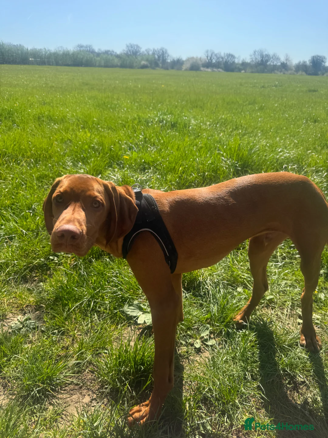 Hungarian Vizsla dogs for sale: 6 month old Hungarian Vizsla in Coulsdon - Advert 2