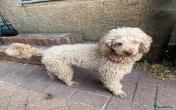 Miniature Poodle dogs for sale: 1.5 years old Miniature Poodle boy for loving home - Image 12