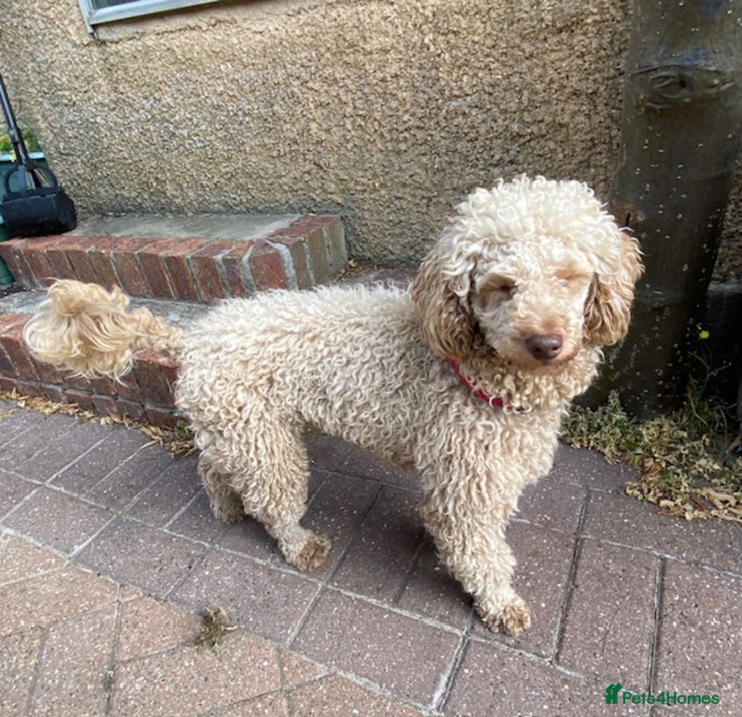 Miniature Poodle dogs for sale: 1.5 years old Miniature Poodle boy for loving home - Image 12