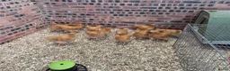Chickens poultry for sale: Pure buff Orpington’s  - Advert 5