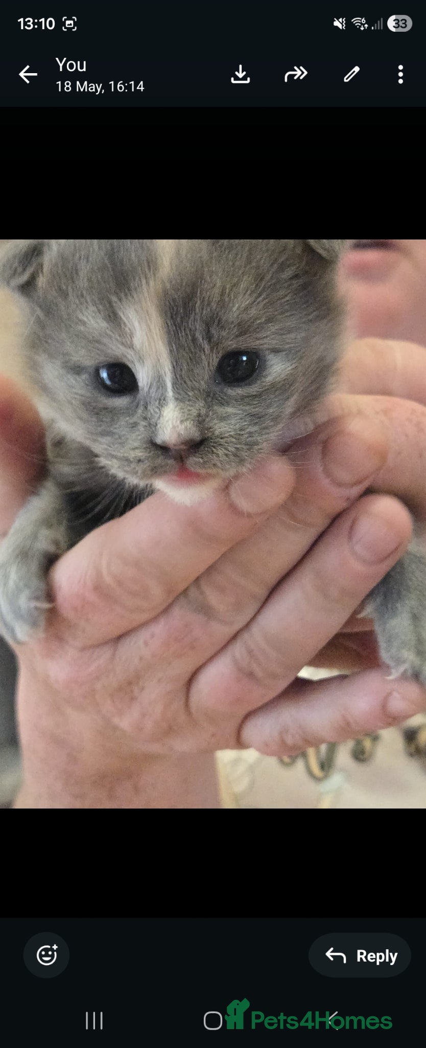 Maine Coon cats for sale: 1 male & 1 female maine coone kittens.  - Advert 5