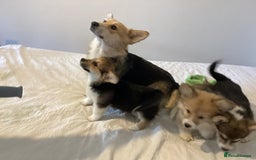 Welsh Corgi Pembroke dogs for sale: Welsh Pembroke Corgi Ready to leave 2 girls 1 boys - Advert 8