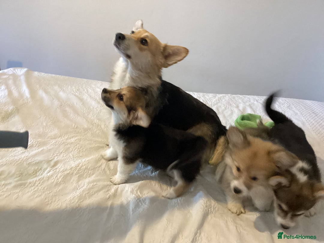 Welsh Corgi Pembroke dogs for sale: Welsh Pembroke Corgi Ready to leave 2 girls 1 boys - Advert 8