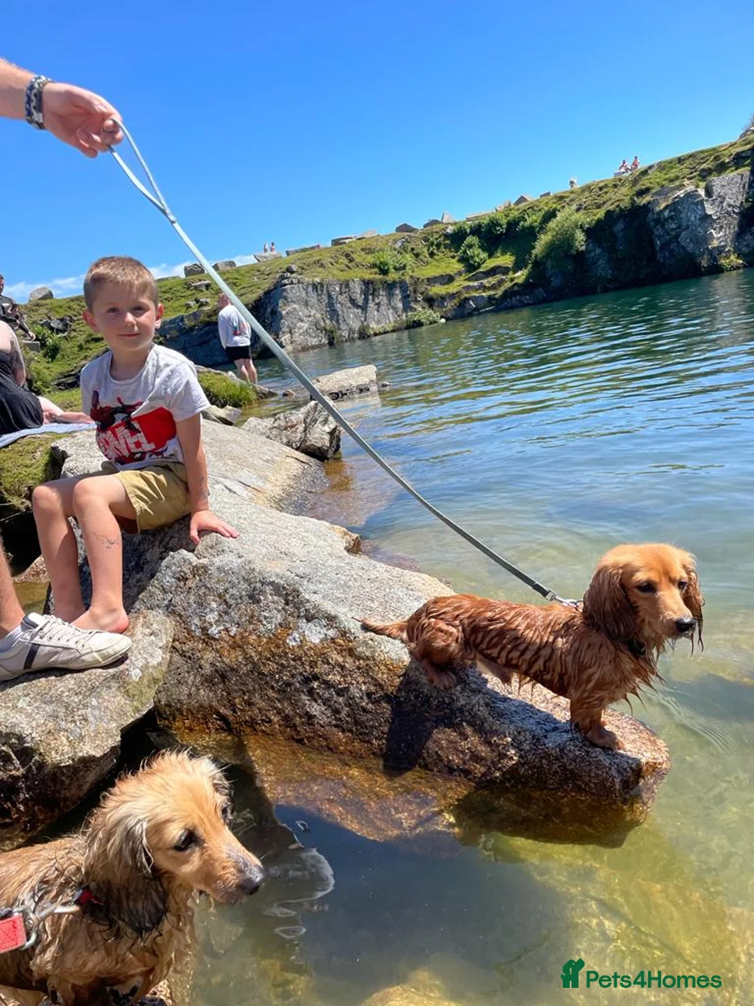 Miniature Dachshund dogs for stud: Quality Cream Long Haired Mini Dachshund in Launceston - Advert 12