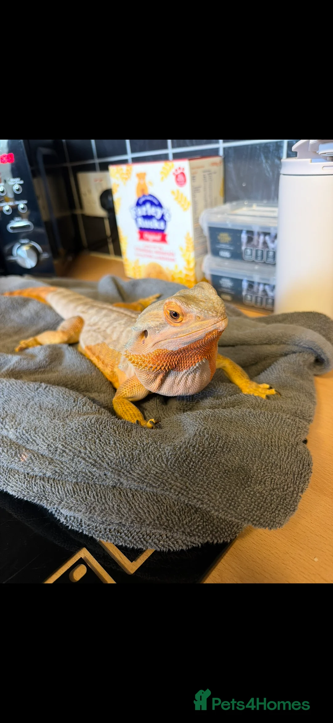 Bearded Dragon reptiles for sale: 5 year old male bearded dragon and full set up  in Oldham - Advert 8