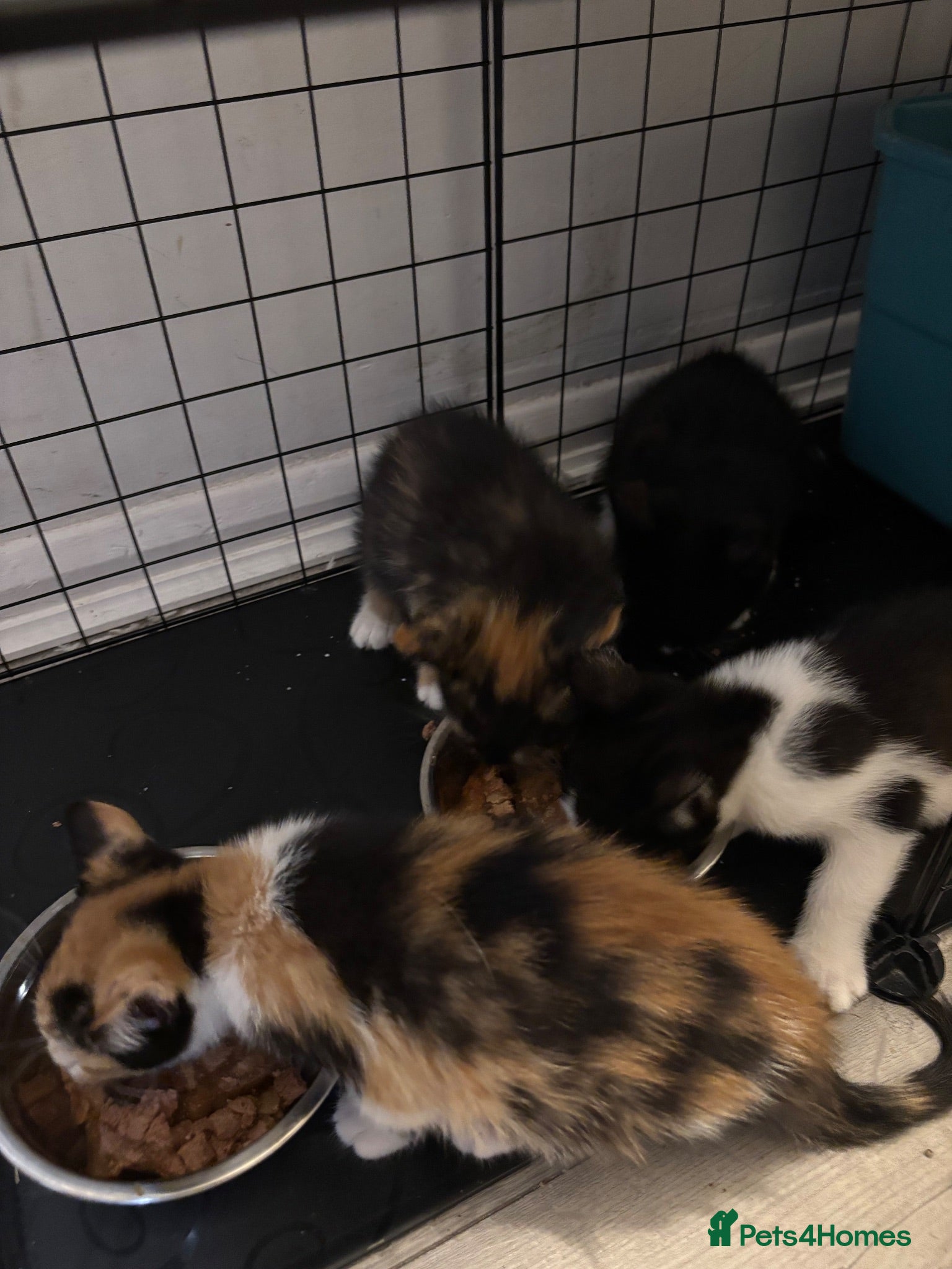 Mixed Breed cats Beautiful kittens - Advert 6