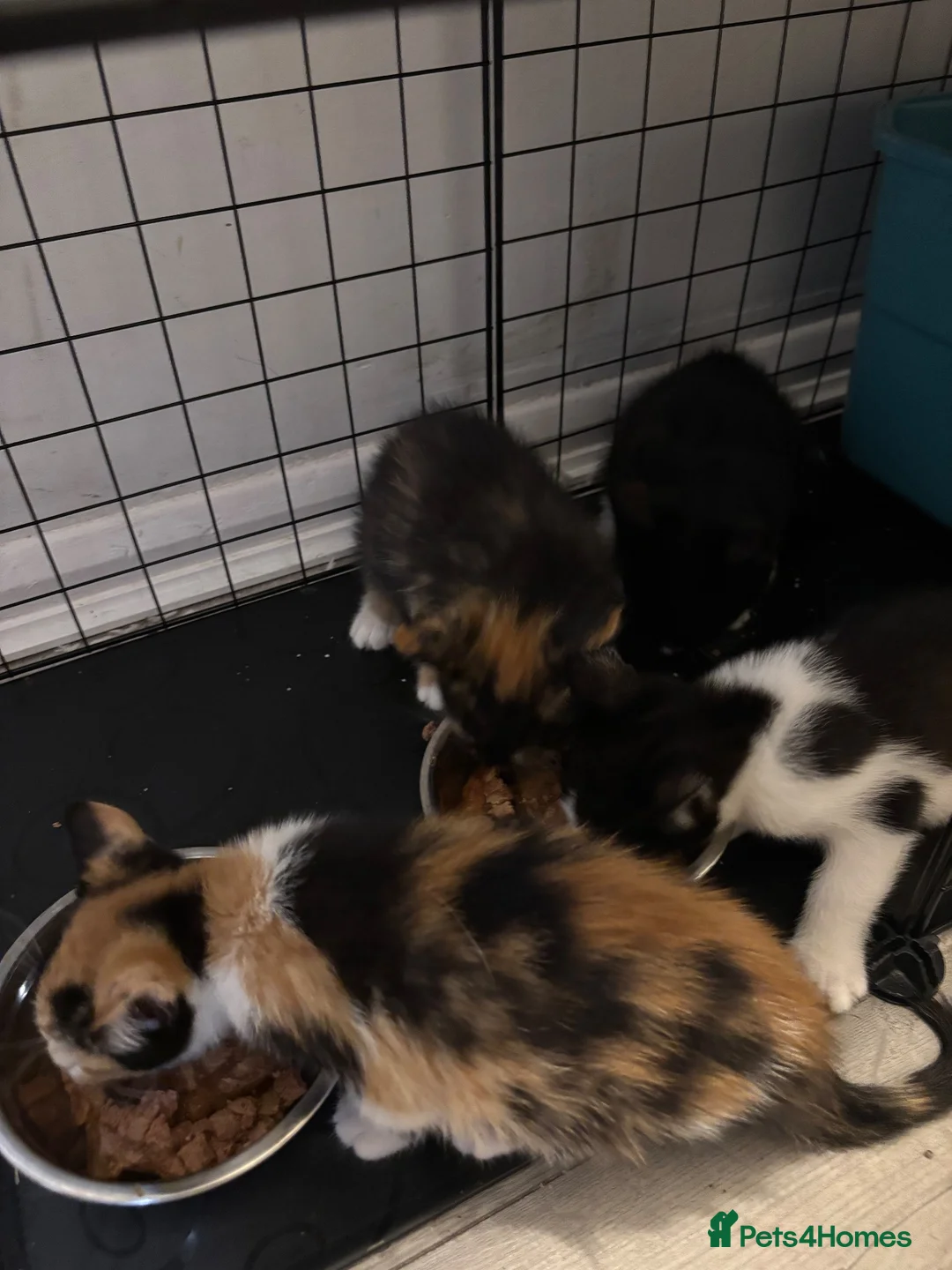 Mixed Breed cats for sale: Beautiful kittens in Ingatestone - Advert 1