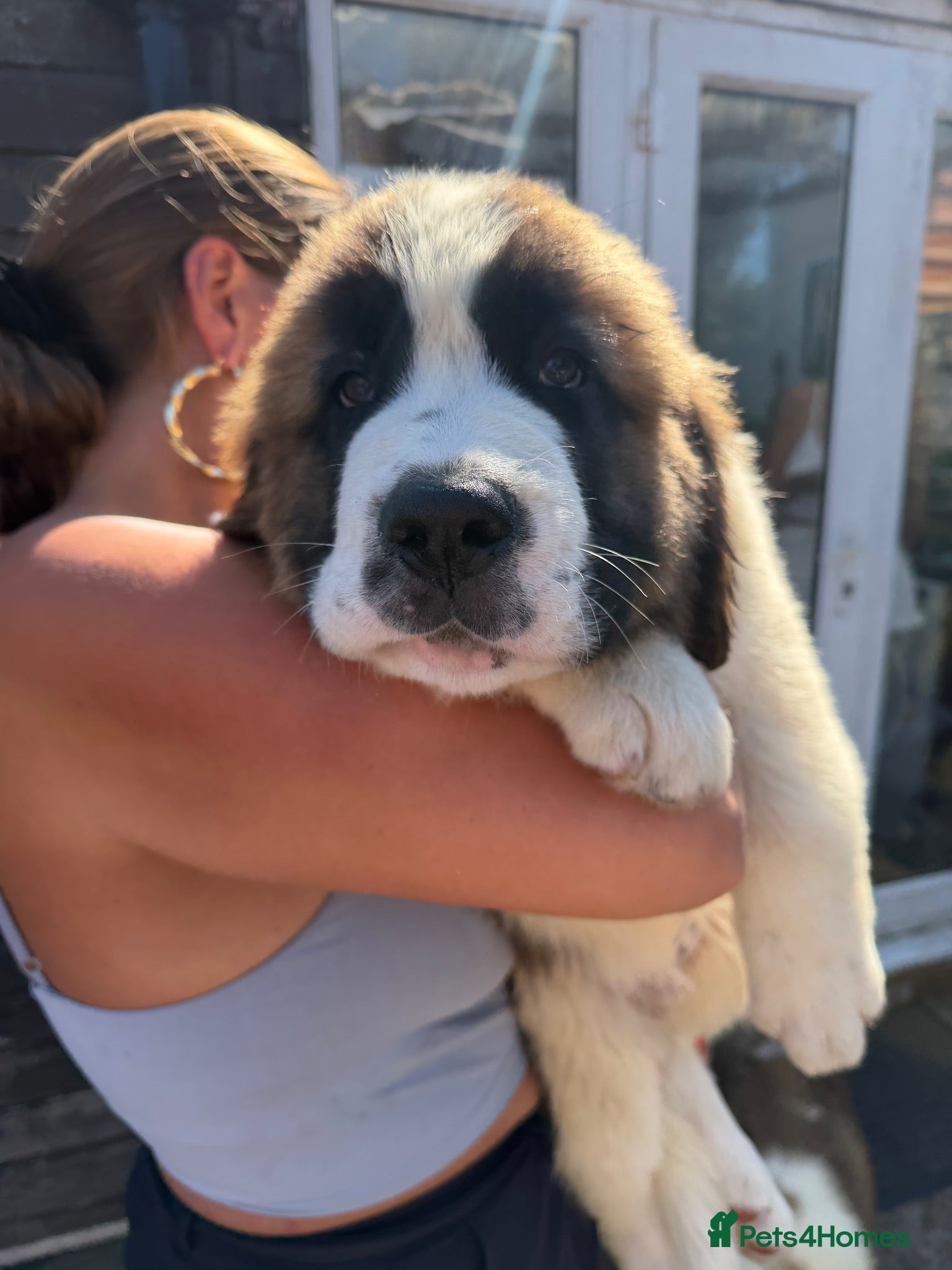 Saint Bernard dogs Saint Bernard‘s puppies - Advert 6