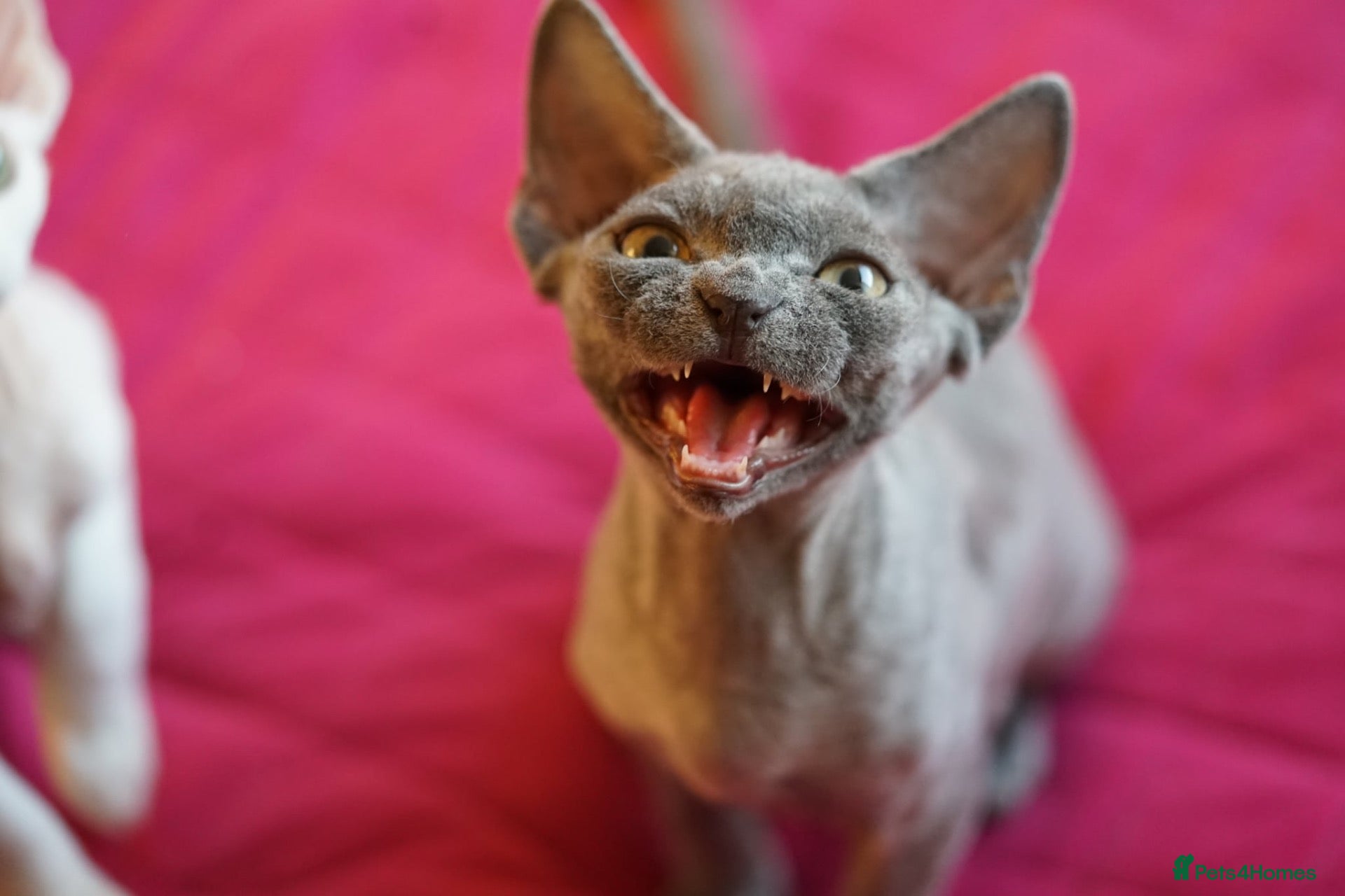 Devon Rex cats Blue Devon Rex male kitten  - Advert 3