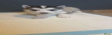 Siberian Husky Puppy 2