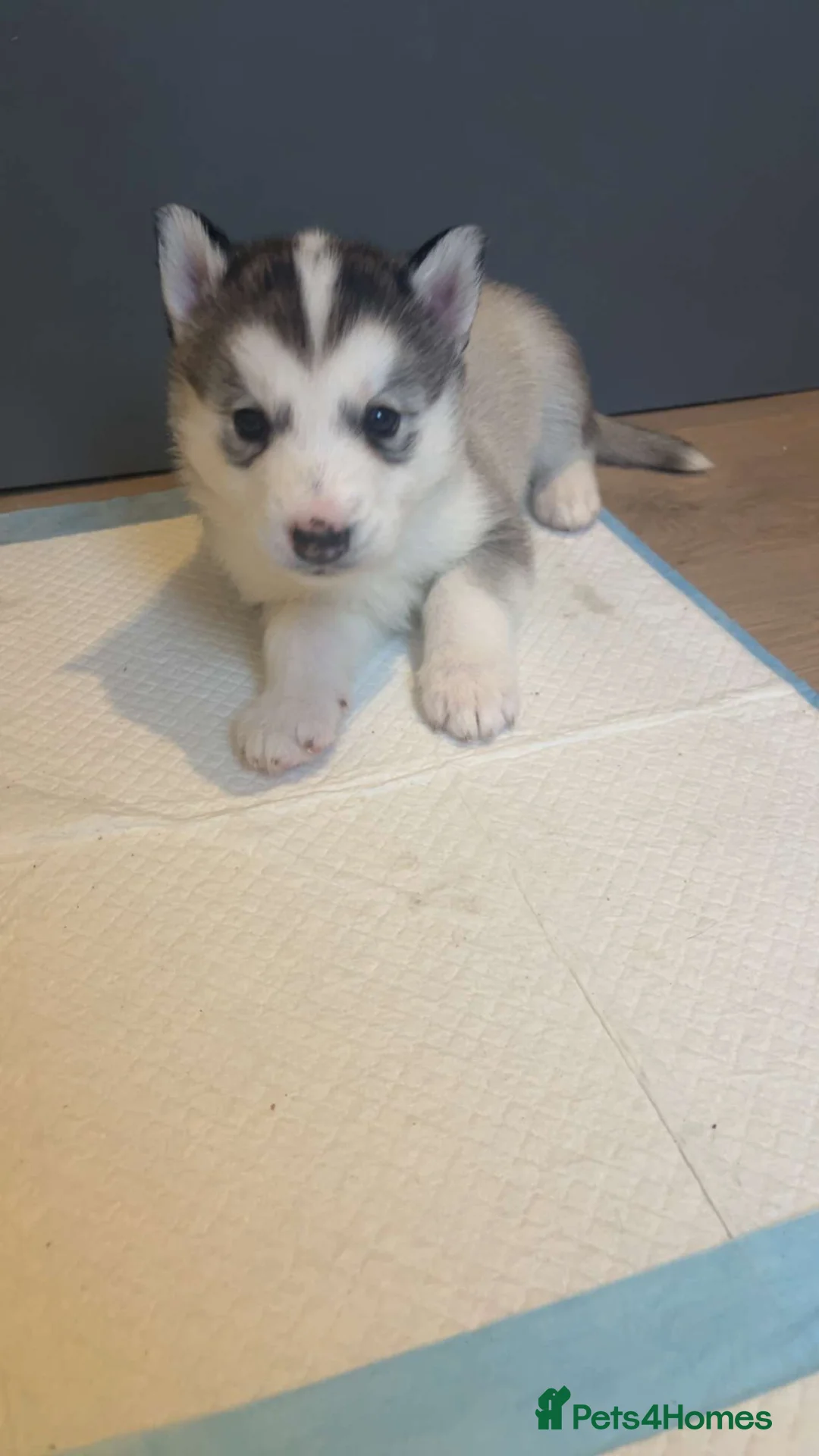 Siberian Husky dogs for sale: Siberian husky - Advert 3