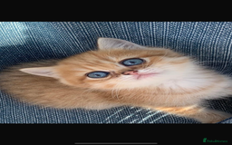 British Shorthair cats for sale:  **   ** : BSH Golden champion lines - Advert 34