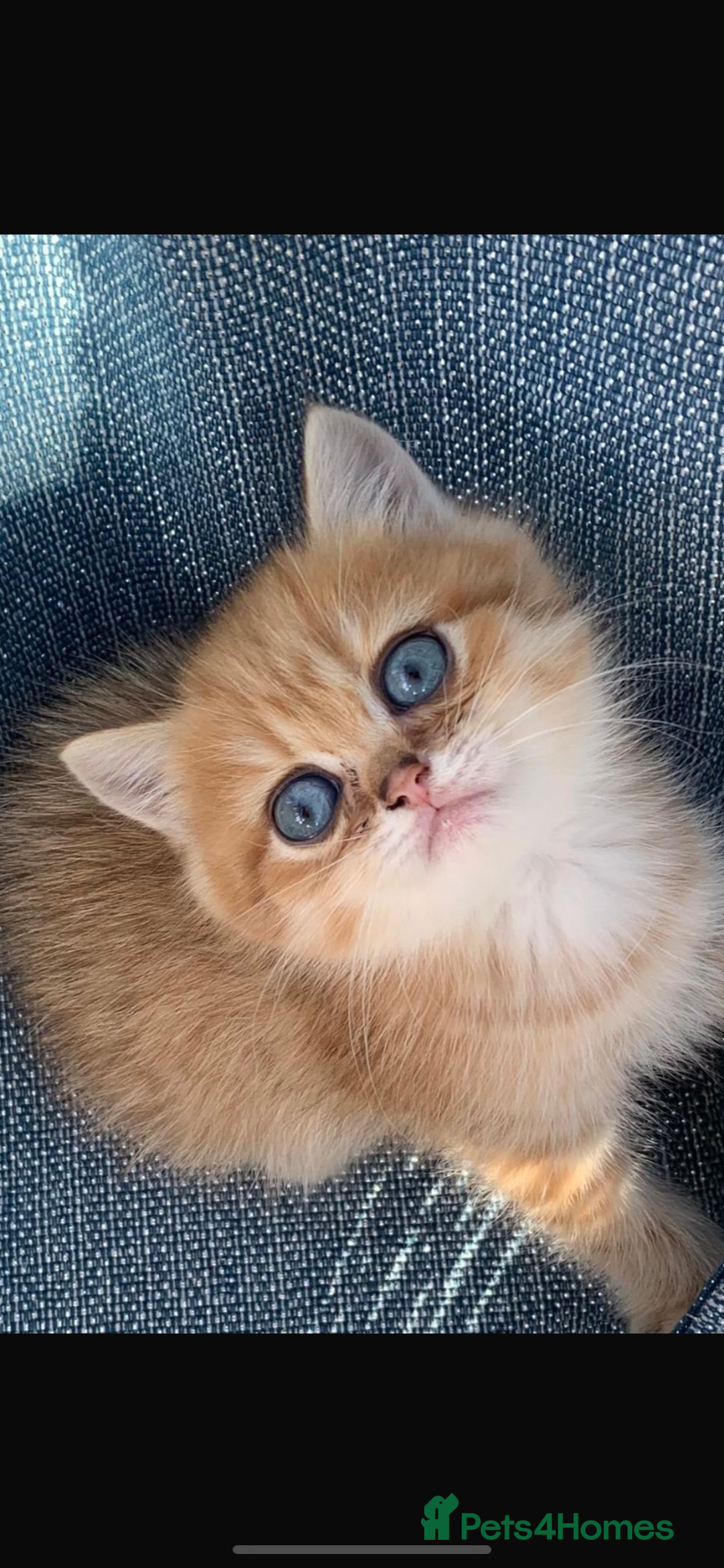 British Shorthair cats for sale:  **   ** : BSH Golden champion lines - Advert 34