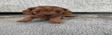 Cavalier King Charles Spaniel 1