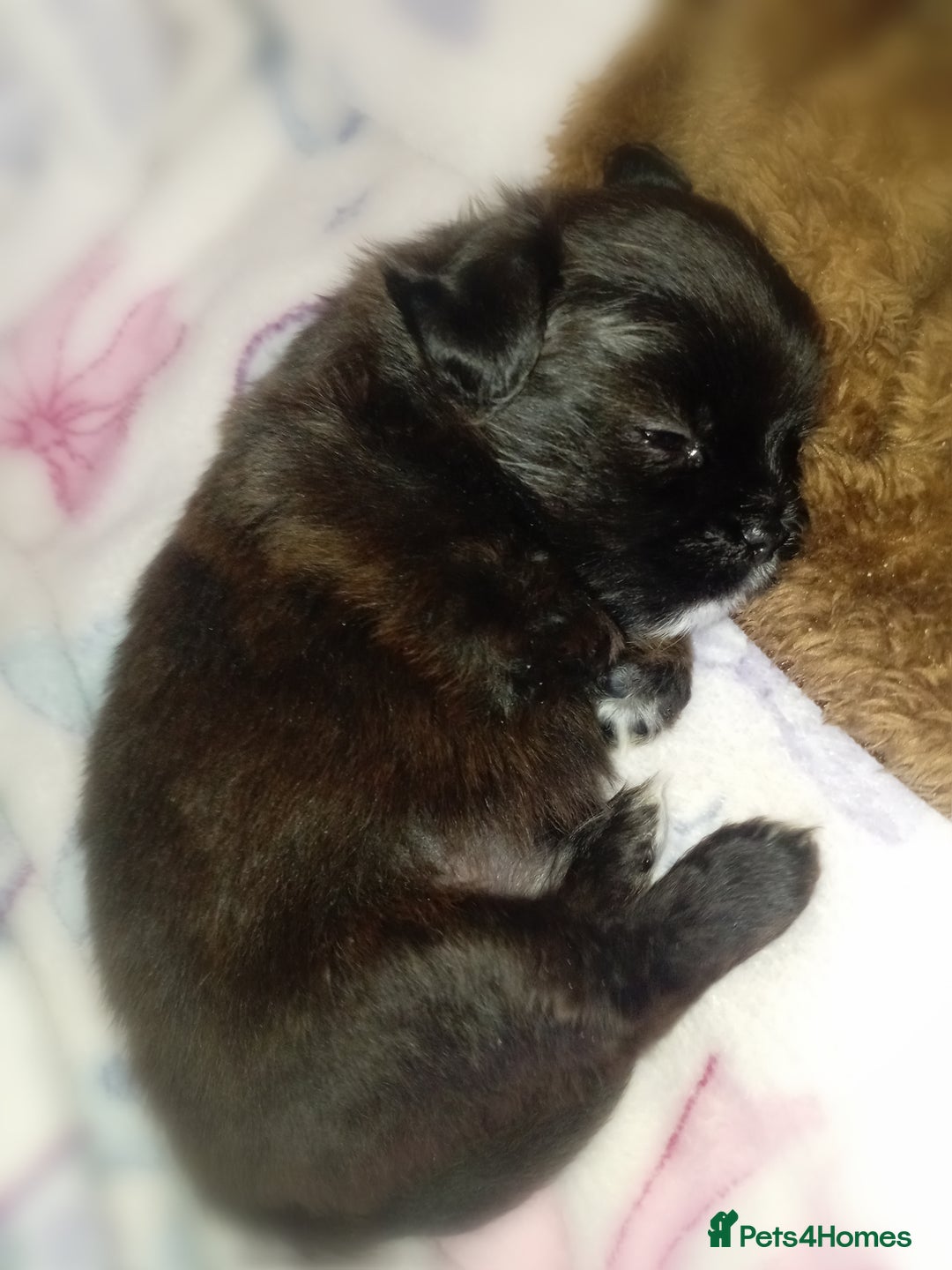 Mixed Breed dogs for sale: Shih poo puppies for sale - Advert 2