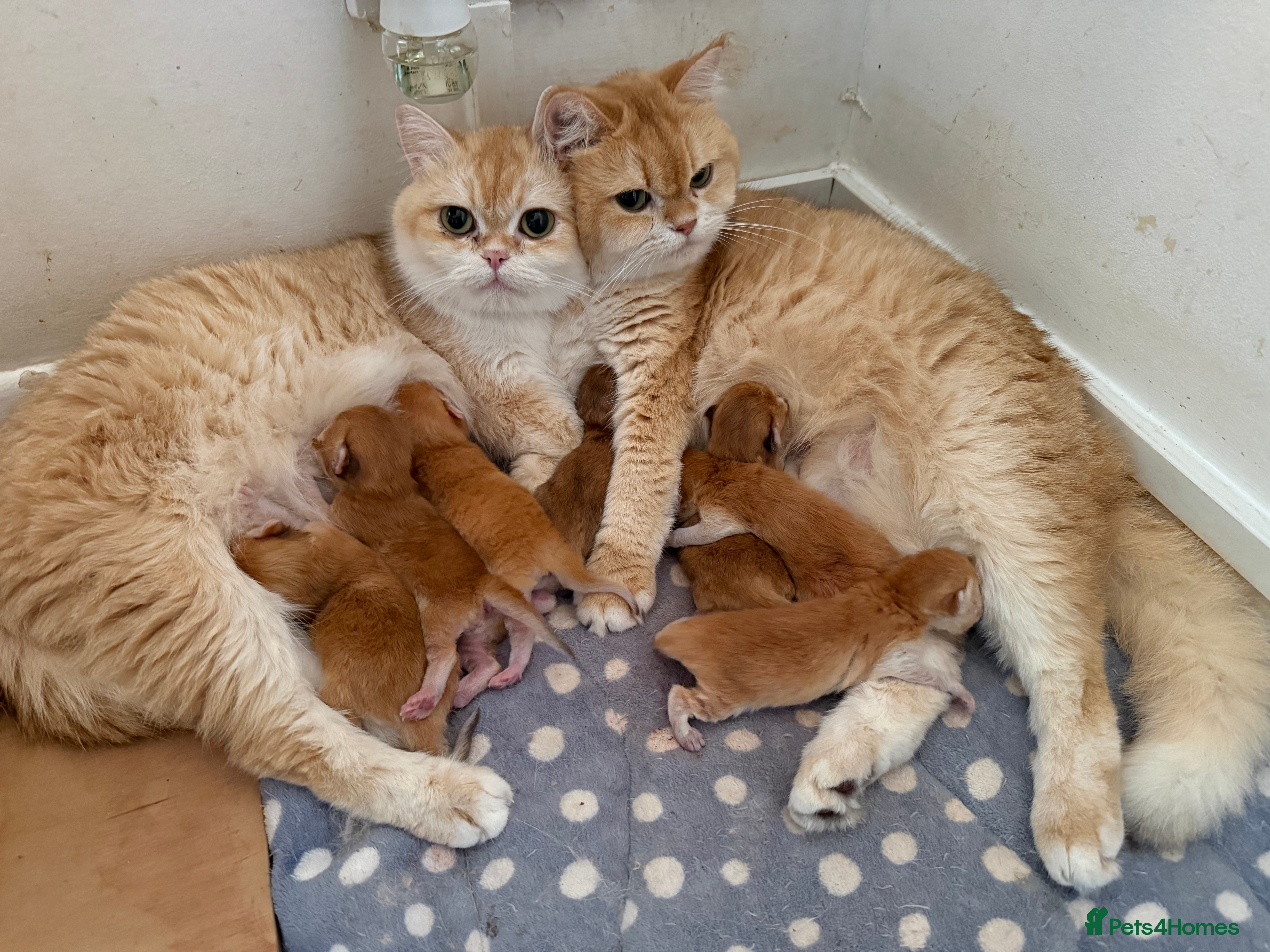 British Shorthair cats GCCF reg Chocolate and Black Golden Kittens - Advert 1