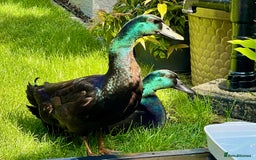 Ducks poultry for sale: Cayuga ducks - Image 4
