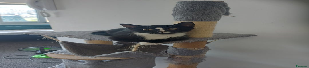 Black with stripe nosed