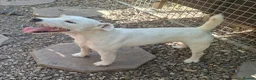 Jack Russell dogs for sale: Outstanding Jack Russel puppies - Advert 20