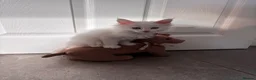 Maine Coon cats for sale: Council licensed TICA white Maine Coon kitten BAER - Advert 5