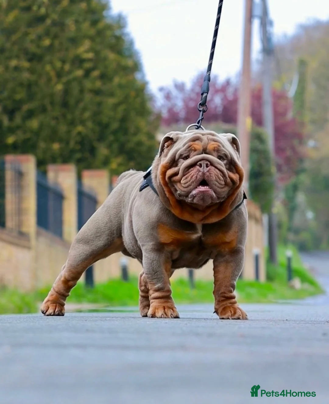 English Bulldog dogs for sale: English bulldog pups for sale - Advert 8