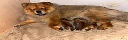 Chow Chow dogs for sale: 🧸 beautiful KC REGISTERED chow chow puppies 🧸 - Advert 13