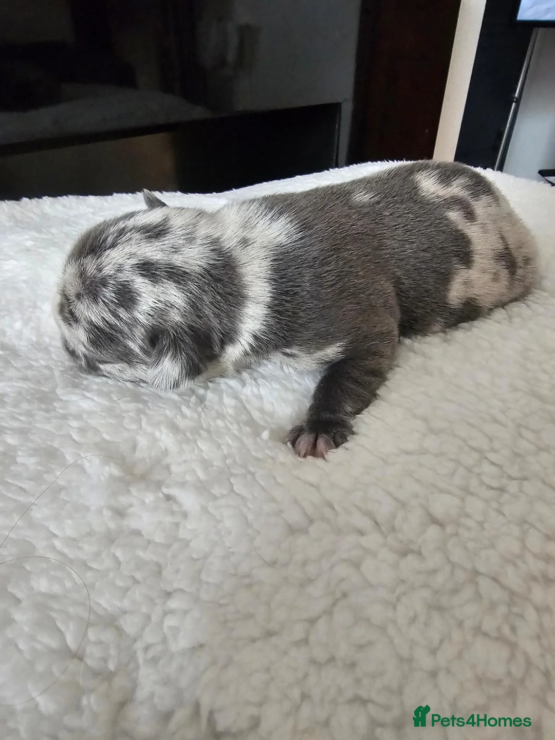 French Bulldog dogs for sale: Stunning French bulldogs in Bradford - Advert 7