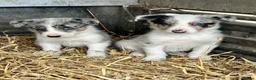 Border Collie dogs for sale: 4 beautiful border collie pups  - Advert 2